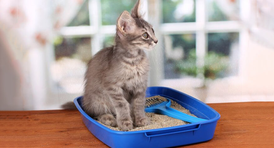 Kedi Kumunu Kullanmaktan Vazgeçerse Kedi Kumunu Kullanmaktan Vazgeçerse