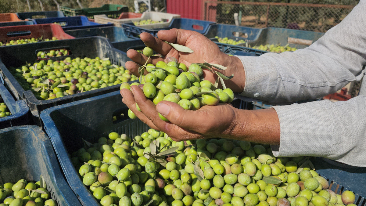 Hatay’da zeytin hasadı başladı: Tarlada kilosu 55 TL Hatay’da zeytin hasadı başladı: Tarlada kilosu 55 TL