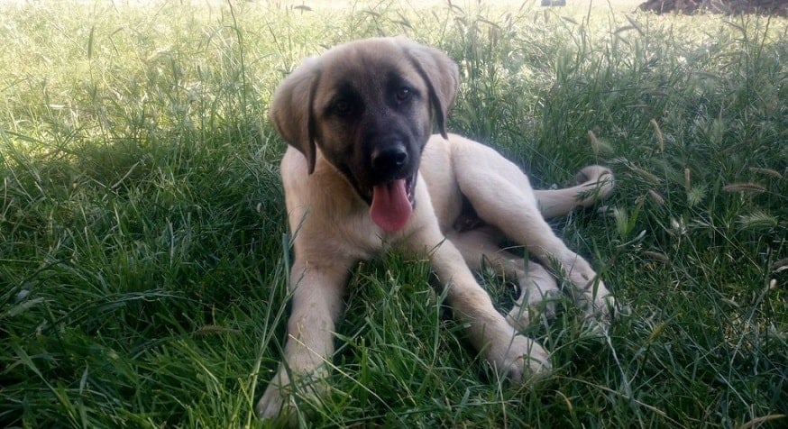 Felaketten Kurtulanlar Felaketten Kurtulanlar