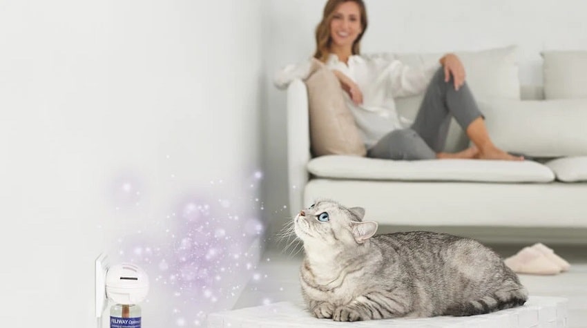 Feromon Nedir? Feromonun Kedilerde Etkisi Nedir? Feromon Nedir? Feromonun Kedilerde Etkisi Nedir?