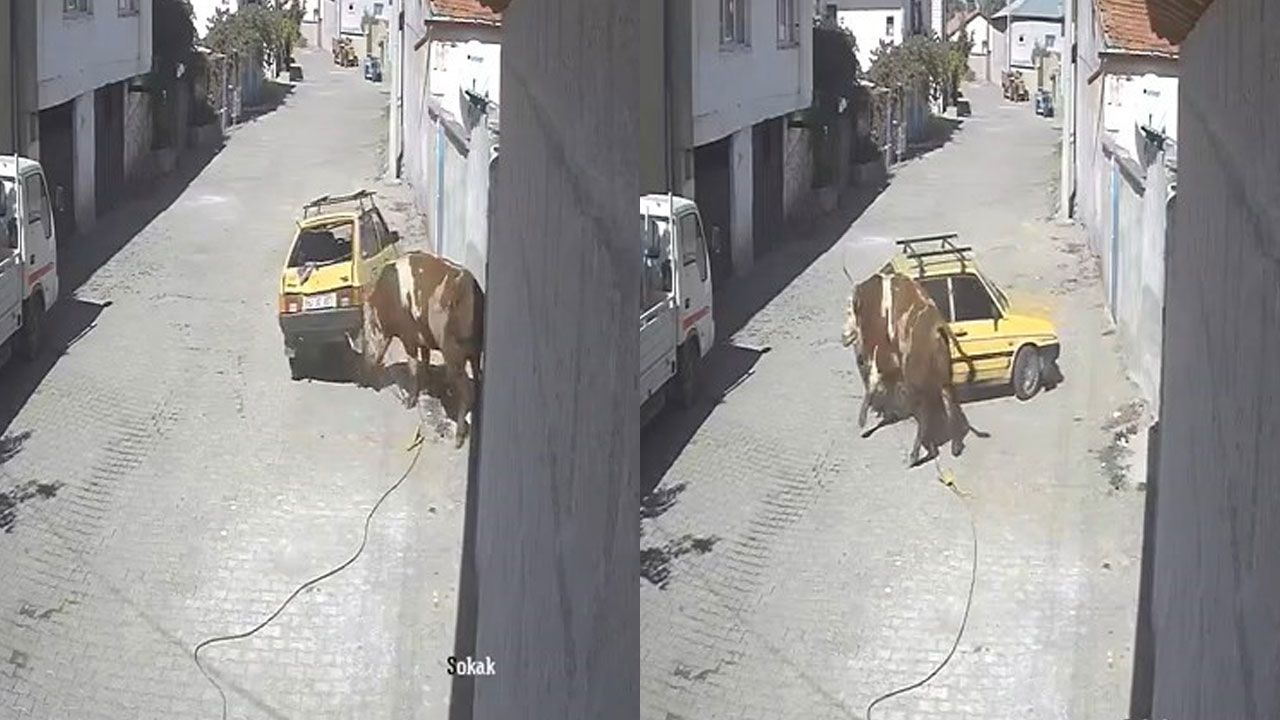 Kızgın boğa, hıncını otomobilden çıkardı! Boynuzlayıp sürükledi Kızgın boğa, hıncını otomobilden çıkardı! Boynuzlayıp sürükledi