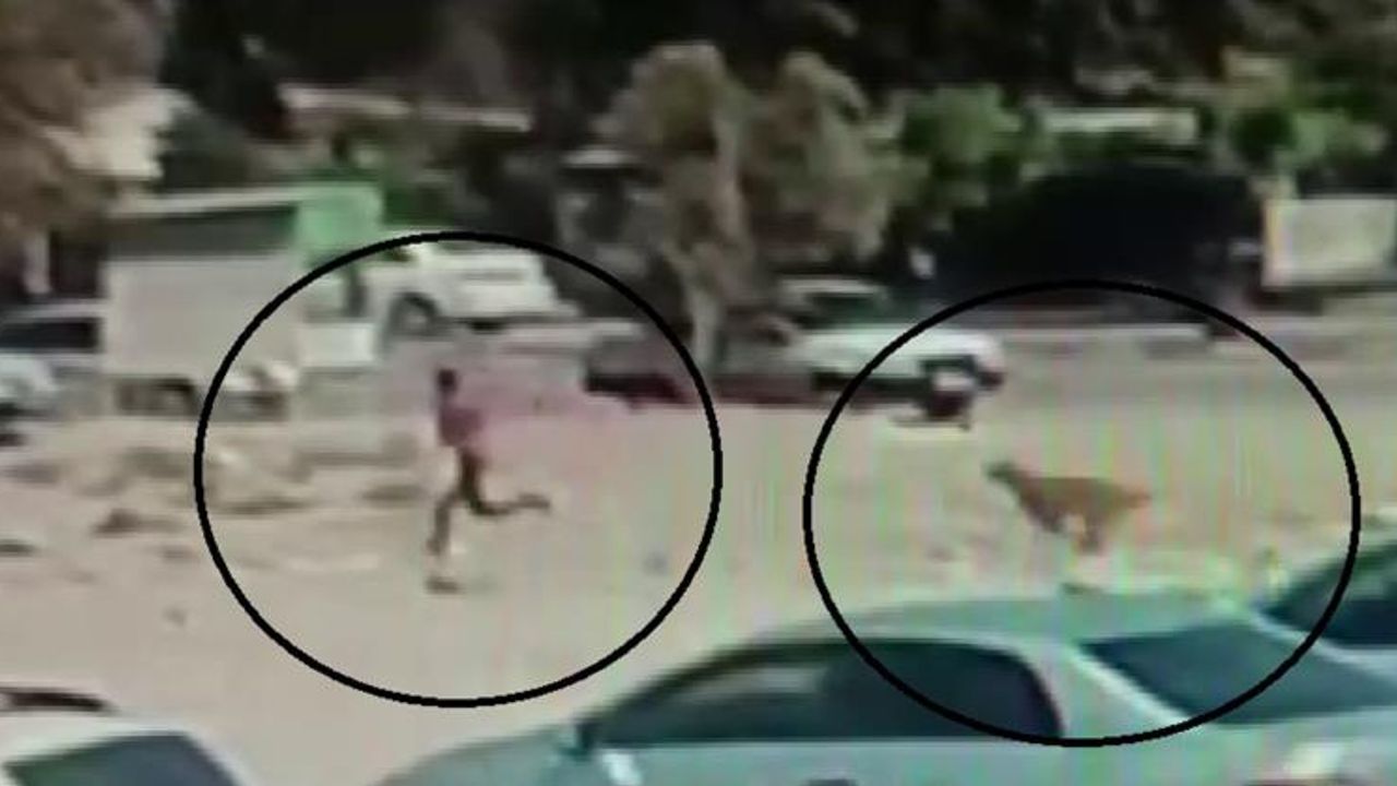 Hatay’da sürü halinde gezen köpekler korku dolu anlar yaşattı