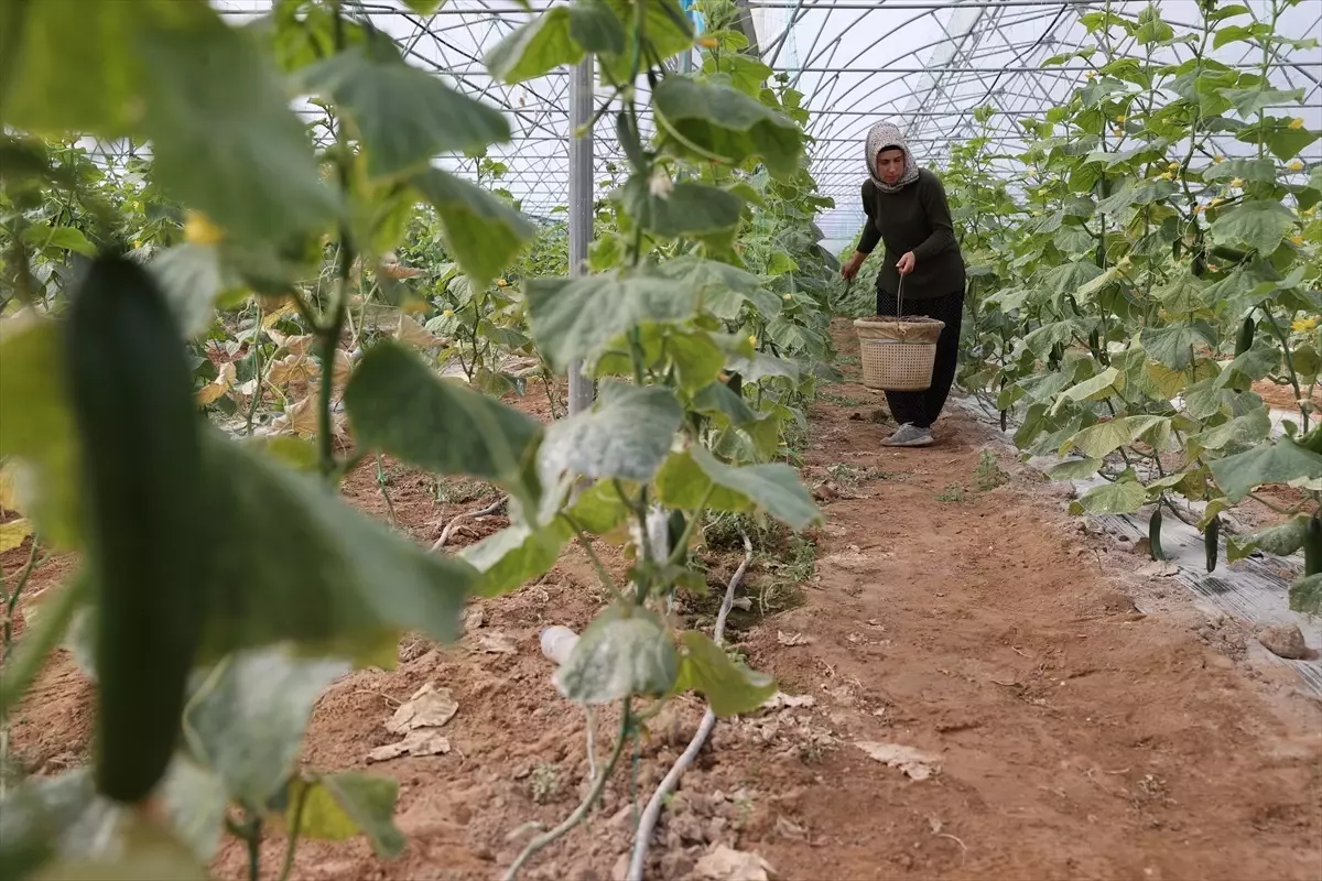 Kadın Girişimci Türkan Ay, Sera Kurarak Ekonomiye Katkı Sunuyor Kadın Girişimci Türkan Ay, Sera Kurarak Ekonomiye Katkı Sunuyor