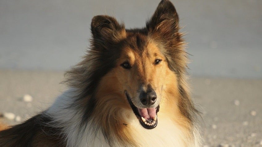 Collie Köpek Irkının Özellikleri ve Bakımı Collie Köpek Irkının Özellikleri ve Bakımı