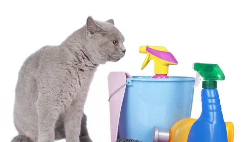 Evde Kedi ve Köpek Besleyenler İçin Temizlik İpuçları Evde Kedi ve Köpek Besleyenler İçin Temizlik İpuçları