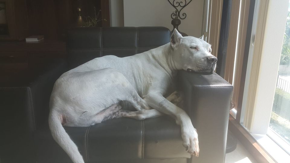 Köpek Sahiplenme Deneyimi: Hayal Kırıklıkları ve Öğrenimler Köpek Sahiplenme Deneyimi: Hayal Kırıklıkları ve Öğrenimler