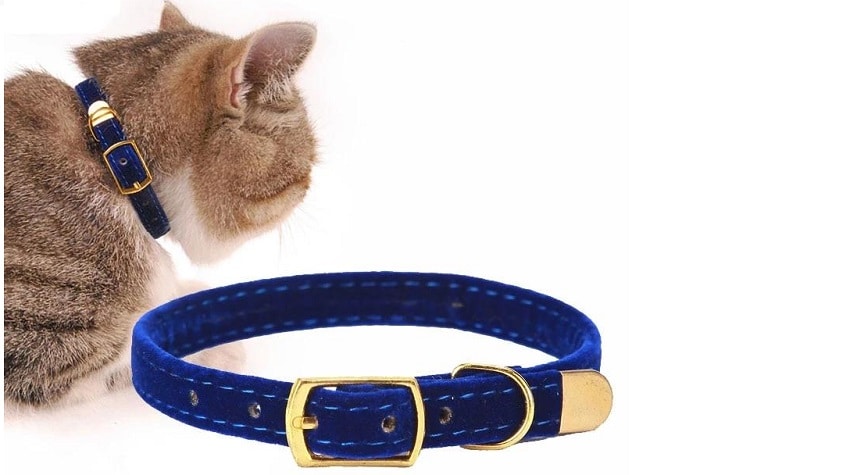 Kedi Tasmalarının Kullanımı ve Seçimi Hakkında Bilgiler Kedi Tasmalarının Kullanımı ve Seçimi Hakkında Bilgiler