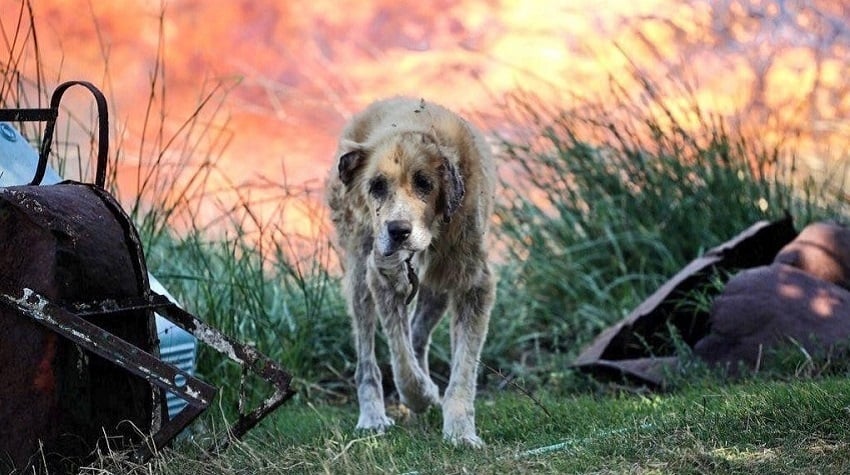 Kedi ve Köpeklerde Yanıkların Önlenmesi ve Tedavisi Kedi ve Köpeklerde Yanıkların Önlenmesi ve Tedavisi