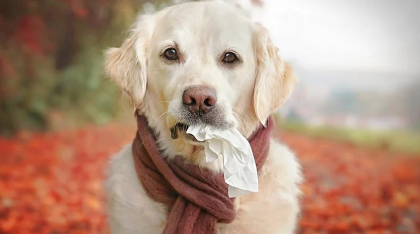 Köpeklerde Sonbahar Alerjisi ve Belirtileri Köpeklerde Sonbahar Alerjisi ve Belirtileri