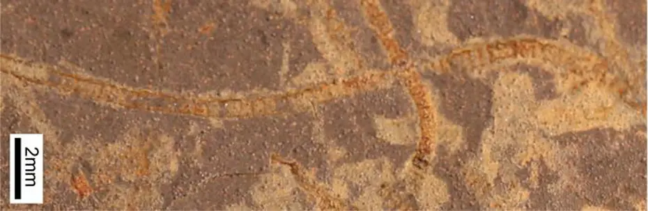 3,3 Milyar Yıllık Kayalarda Kadim Yaşamın İzleri Bulundu 3,3 Milyar Yıllık Kayalarda Kadim Yaşamın İzleri Bulundu