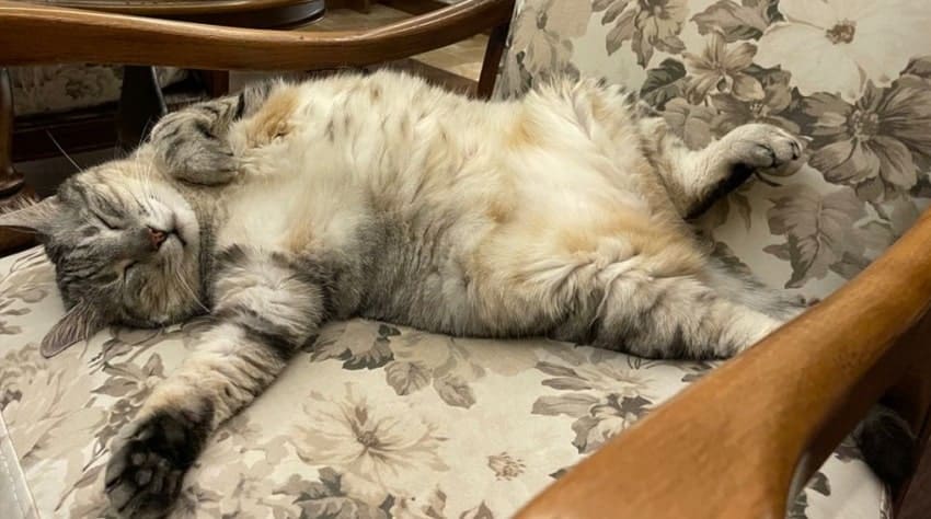 Bir Ailenin Kedi Sahiplenme Hikayesi Bir Ailenin Kedi Sahiplenme Hikayesi