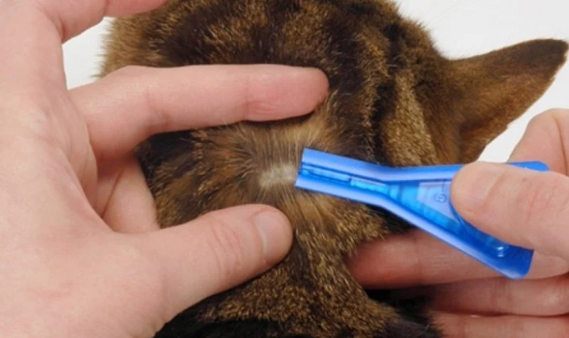 Kedinizi Dış Parazitlere Karşı Korumak için Yöntemler Kedinizi Dış Parazitlere Karşı Korumak için Yöntemler