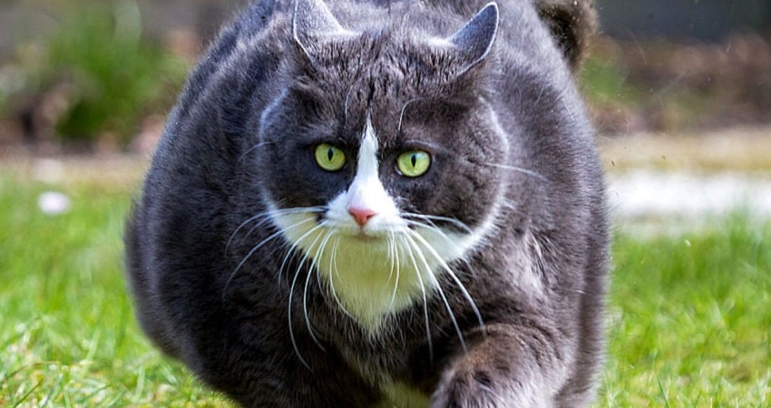 Kısırlaştırılmış Hayvanlarda Dikkat Edilmesi Gerekenler Kısırlaştırılmış Hayvanlarda Dikkat Edilmesi Gerekenler