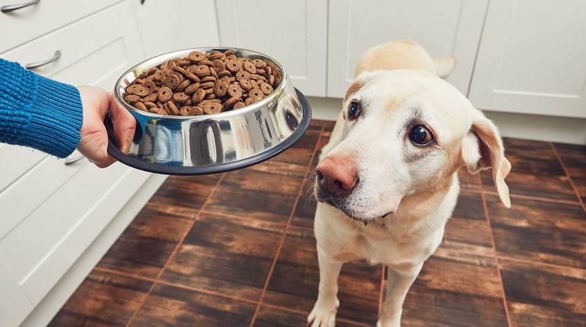 Köpek Maması Seçerken Dikkat Edilmesi Gerekenler Köpek Maması Seçerken Dikkat Edilmesi Gerekenler